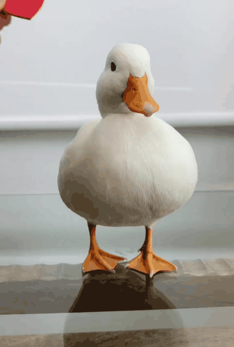 看看☞什么叫“倔强”