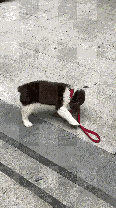 看着很是心酸！一男子准备回老家过年，觉得带着狗狗不方便，于是假装带狗狗逛街，在一