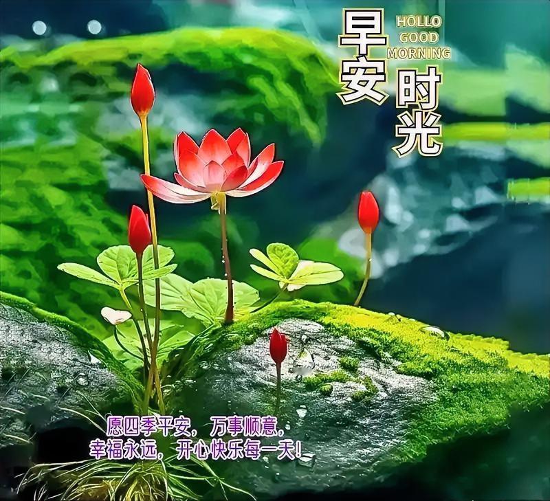 早安时光，愿四季平安，万事顺意，幸福永远，开心快乐每一天！🌸🍃
