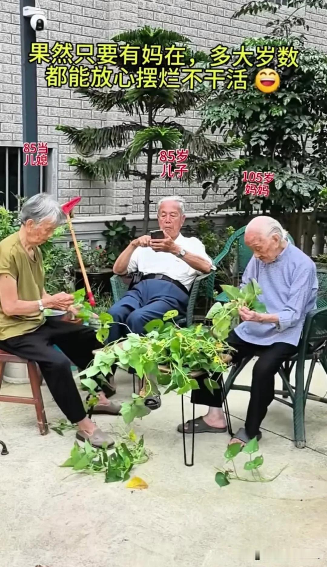 最令人艳羡的养老：105岁母亲摘菜，85岁儿子安心“摆烂”看过诸多温暖画面唯