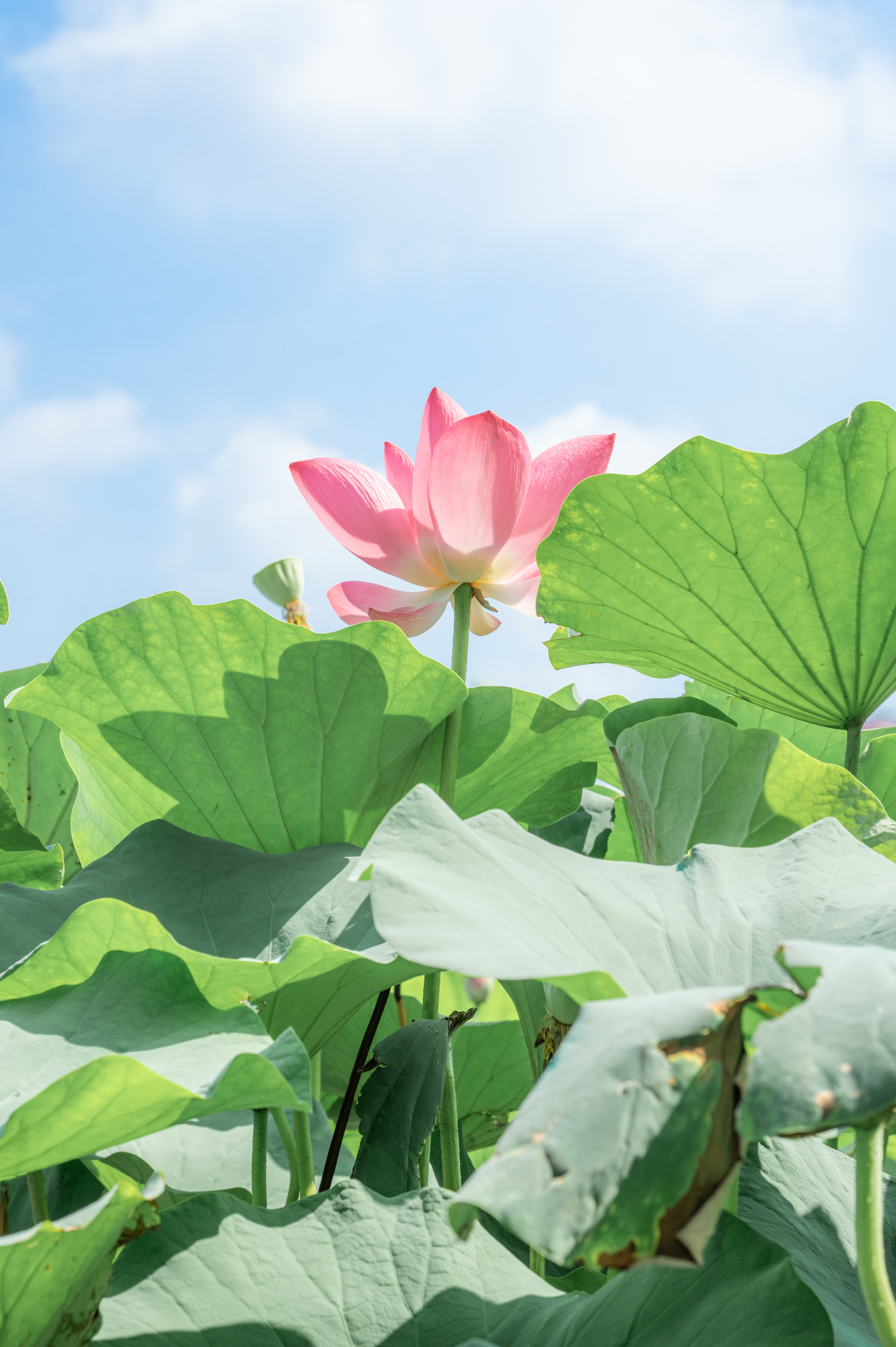 风吹荷花香，但惜夏日长🪷生活碎片丨摄影v计划丨荷花​​​