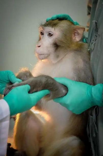 “有价无猴”——短短四个字，正是当前实验猴市场的精准写照。价格两个月飙涨30