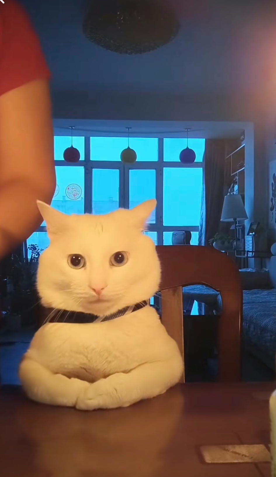 猫:各位观众晚上好，欢迎收看新闻联播