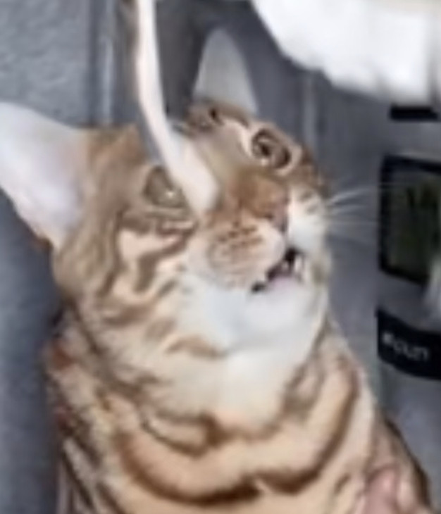 好吧，大鱼这个聪明猫的确和老爸一毛一样