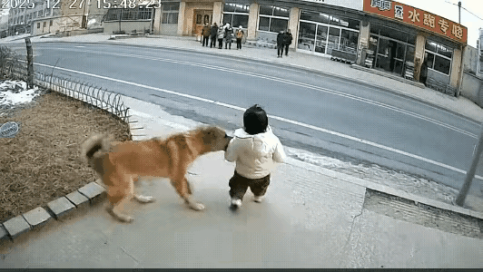 这只大黄狗才是真·守护神！3岁娃正要冲过马路，它一口咬住衣服往回拽，下一秒几辆大