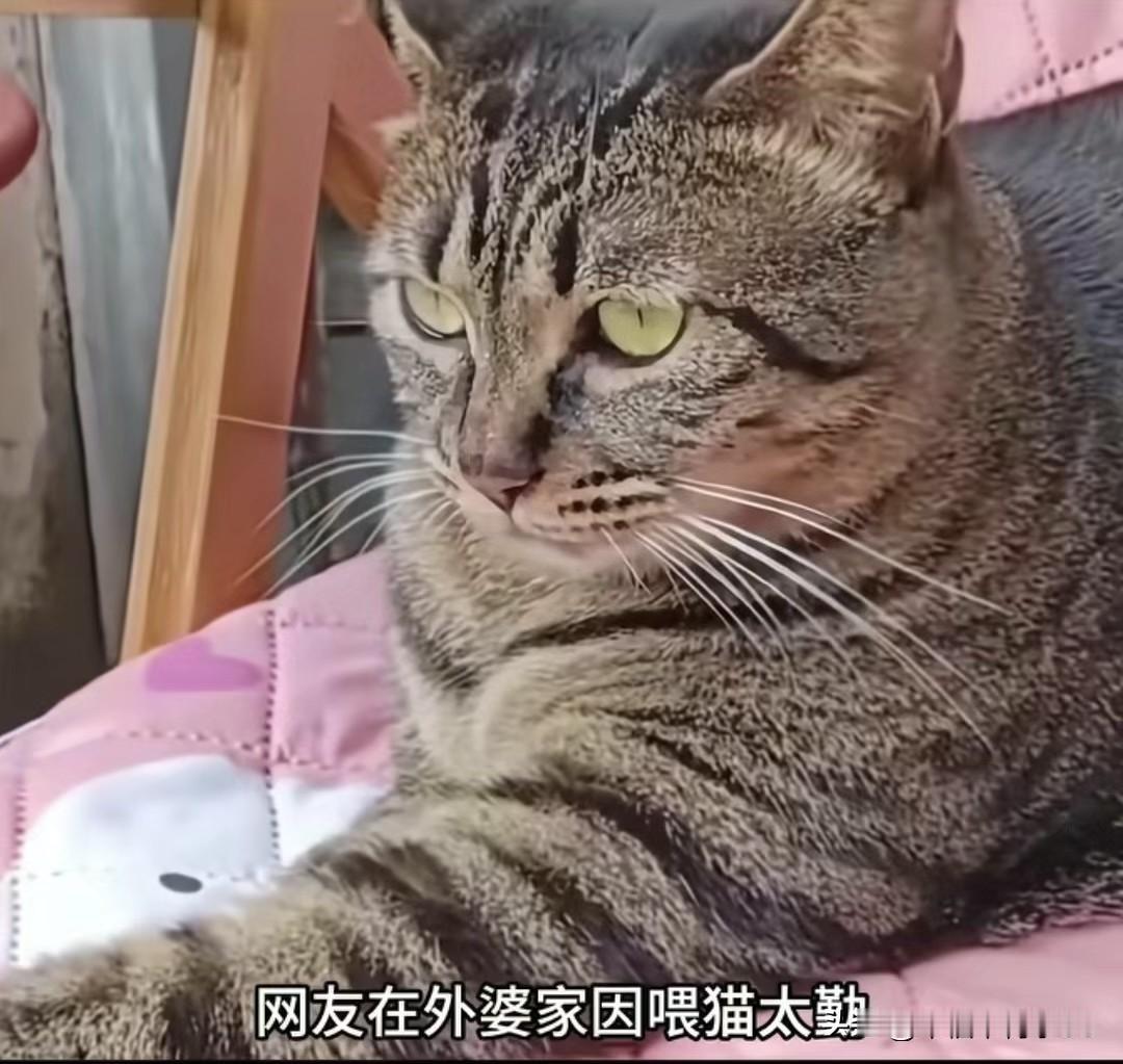 狸花猫被骂后，连夜抓了3只老鼠摆桌上出气谁也不给动，只等骂它的小姨过来看。