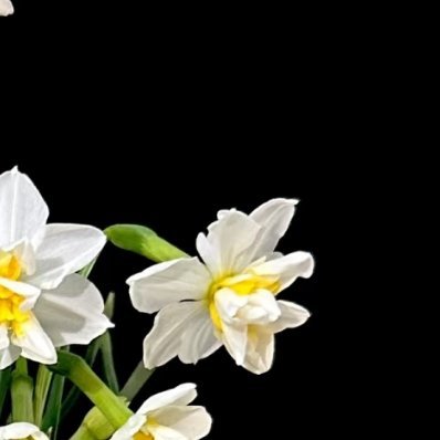 水仙花的种植方法一、土培法土培法在家庭养殖中很少用，就是利用润土花卉的培养法来养