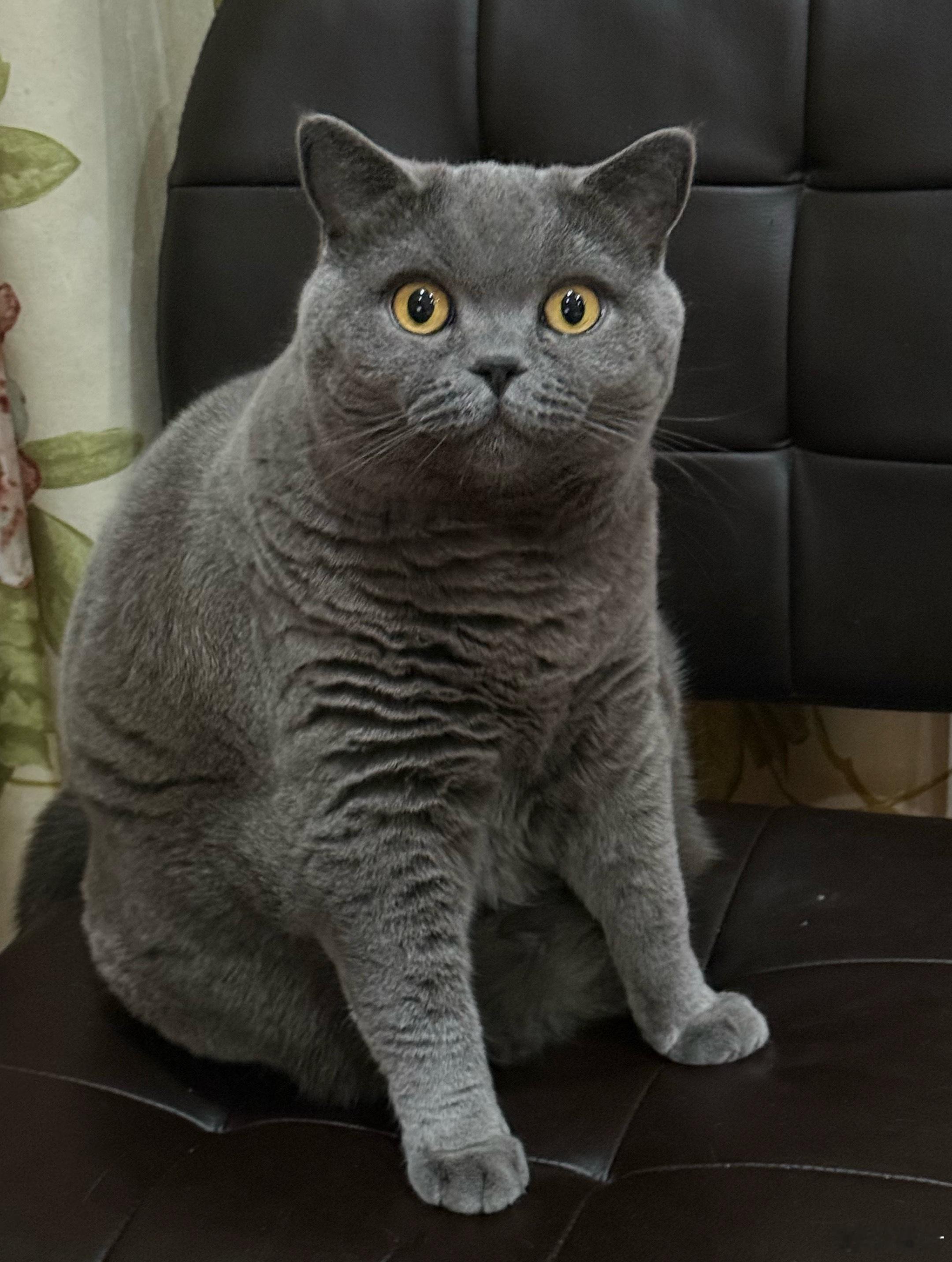 我家日常会用猫猫来判断一些食材的好坏。如果猫猫吃蛋黄，就说明这款鸡蛋是质量很好的