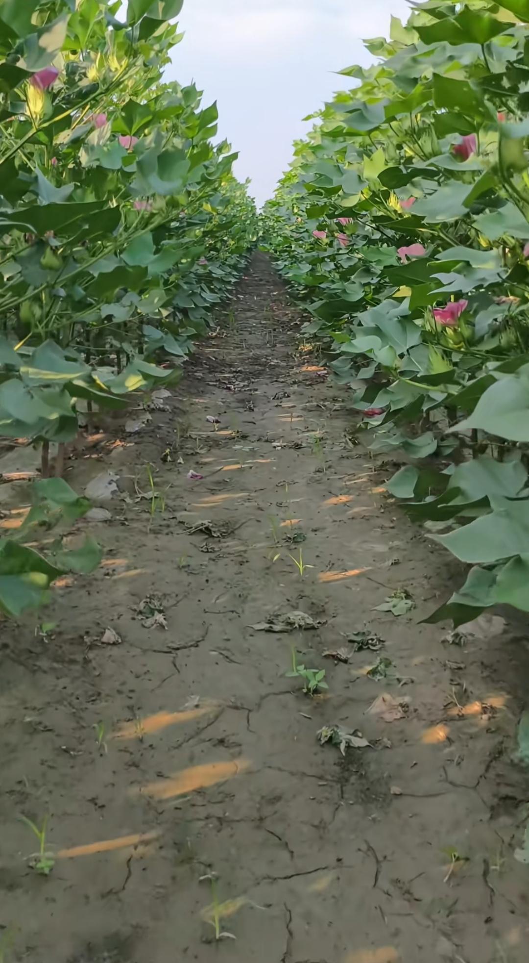 田间花影落，岁月静好时。大家看看田间里种的什么植物，还开花🌸。是不是棉花？给个
