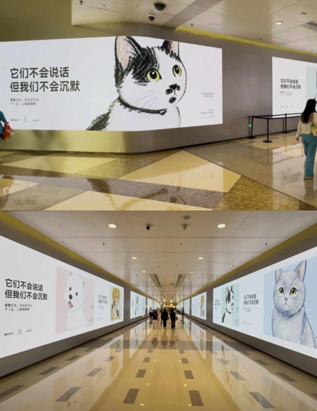 深圳你真的太会了...我开始明白“城市温度”不是虚词了。它在那里，你路过，就