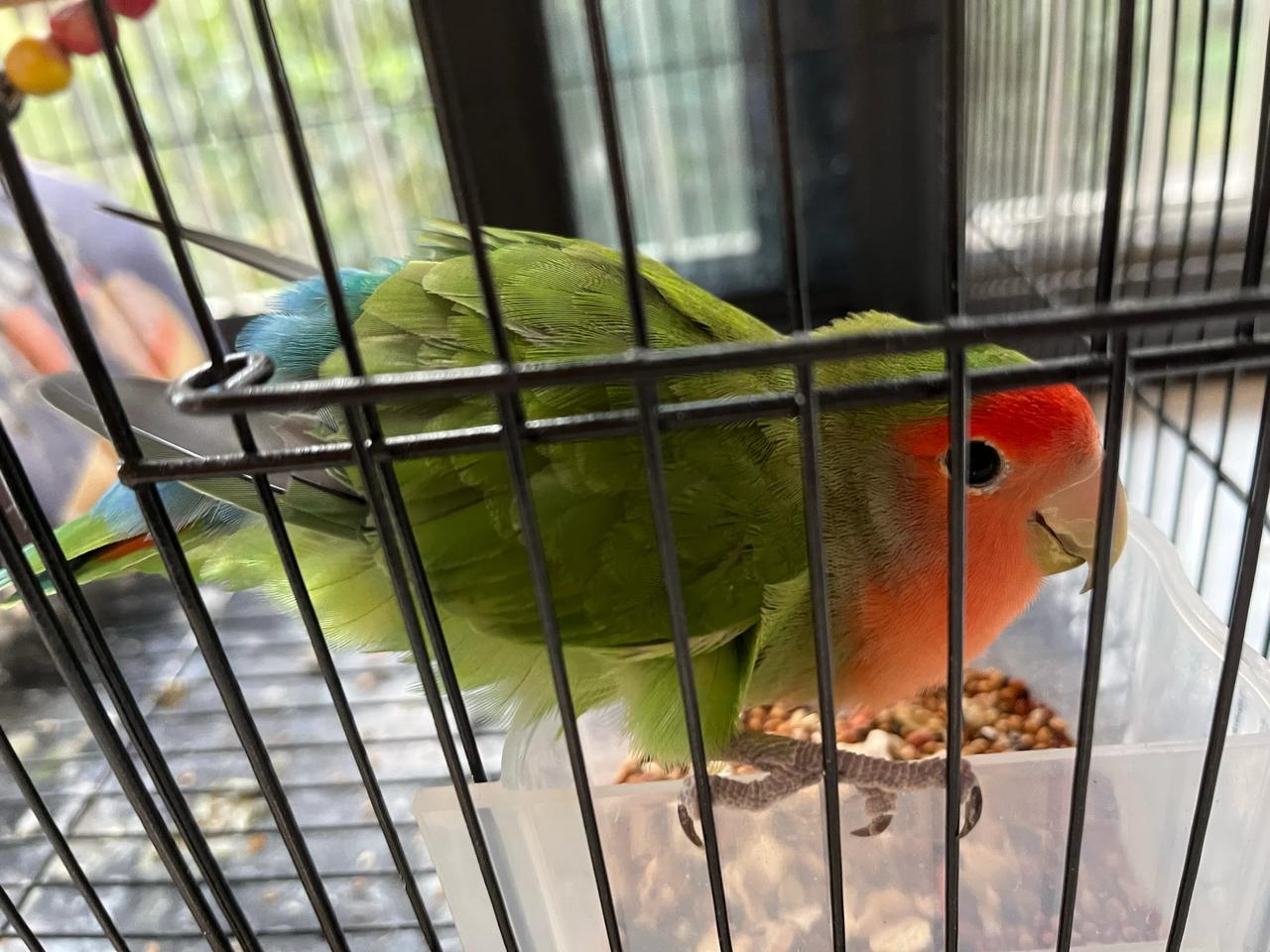 我已经离不开她了“我在物质上养她，她在精神上养我！”养这个小家伙已经一年多