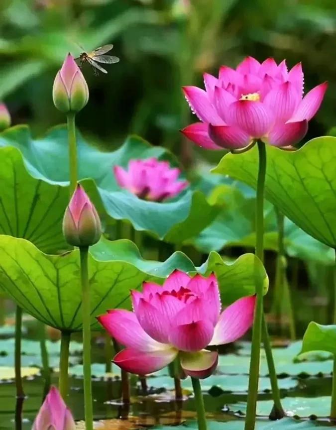 #分享一张景点照片#大明湖里的荷花真美，伞形的绿叶，衬托着粉红色的花朵，一支蜻
