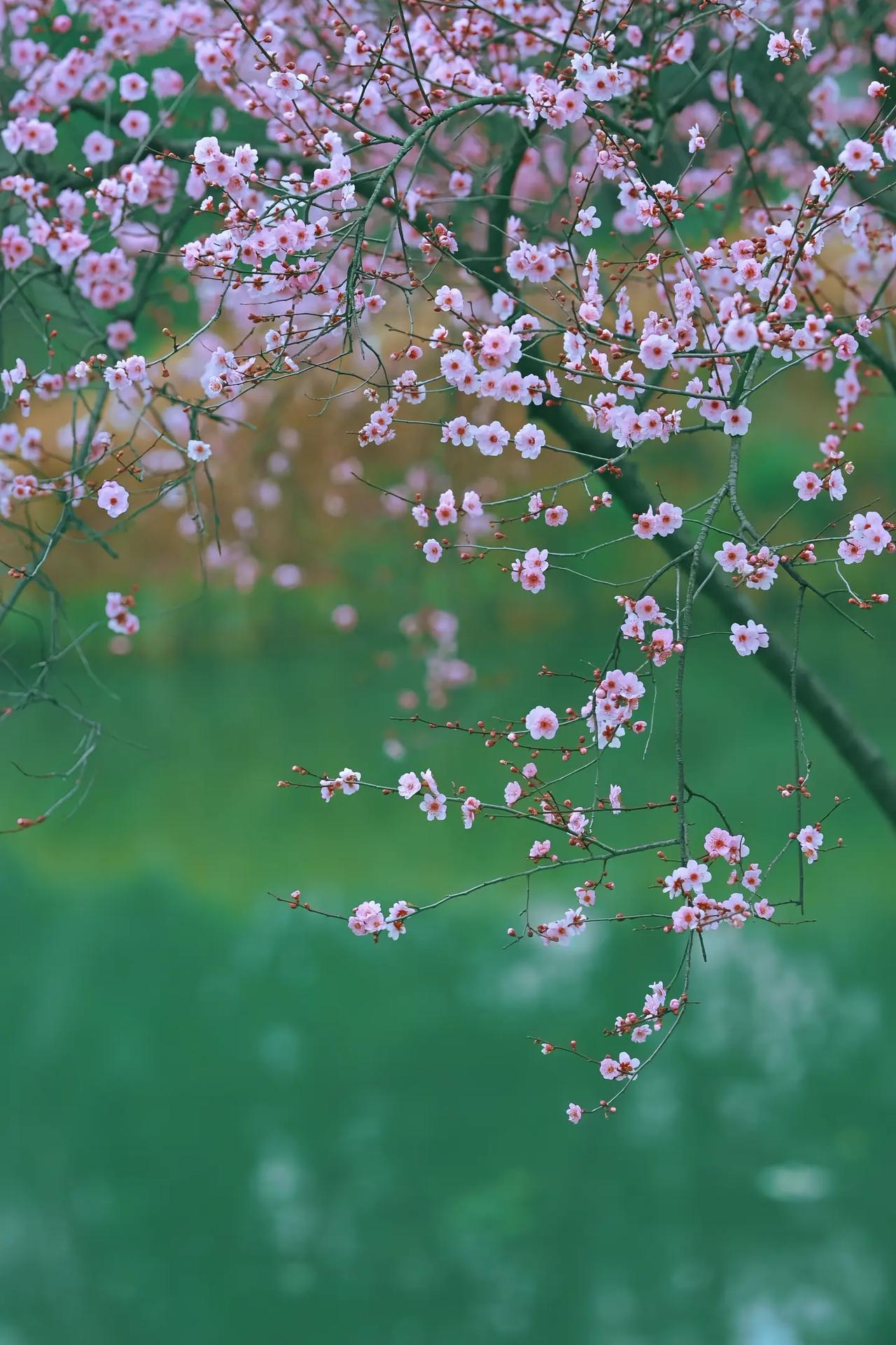 遇到一位南师附中学生的家长，我觉得这位家长十分聪慧。为何说他聪慧呢？他跟我说：“