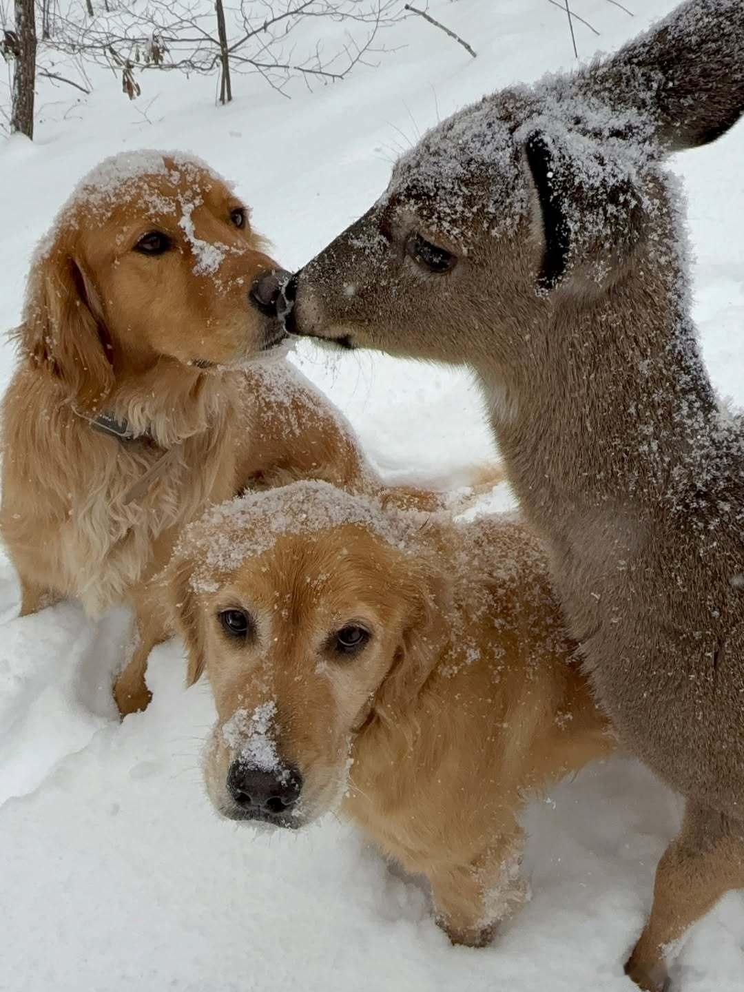 鹿仔是个很会粘狗妈的甜蜜大仔..cr：brownhikingtrails