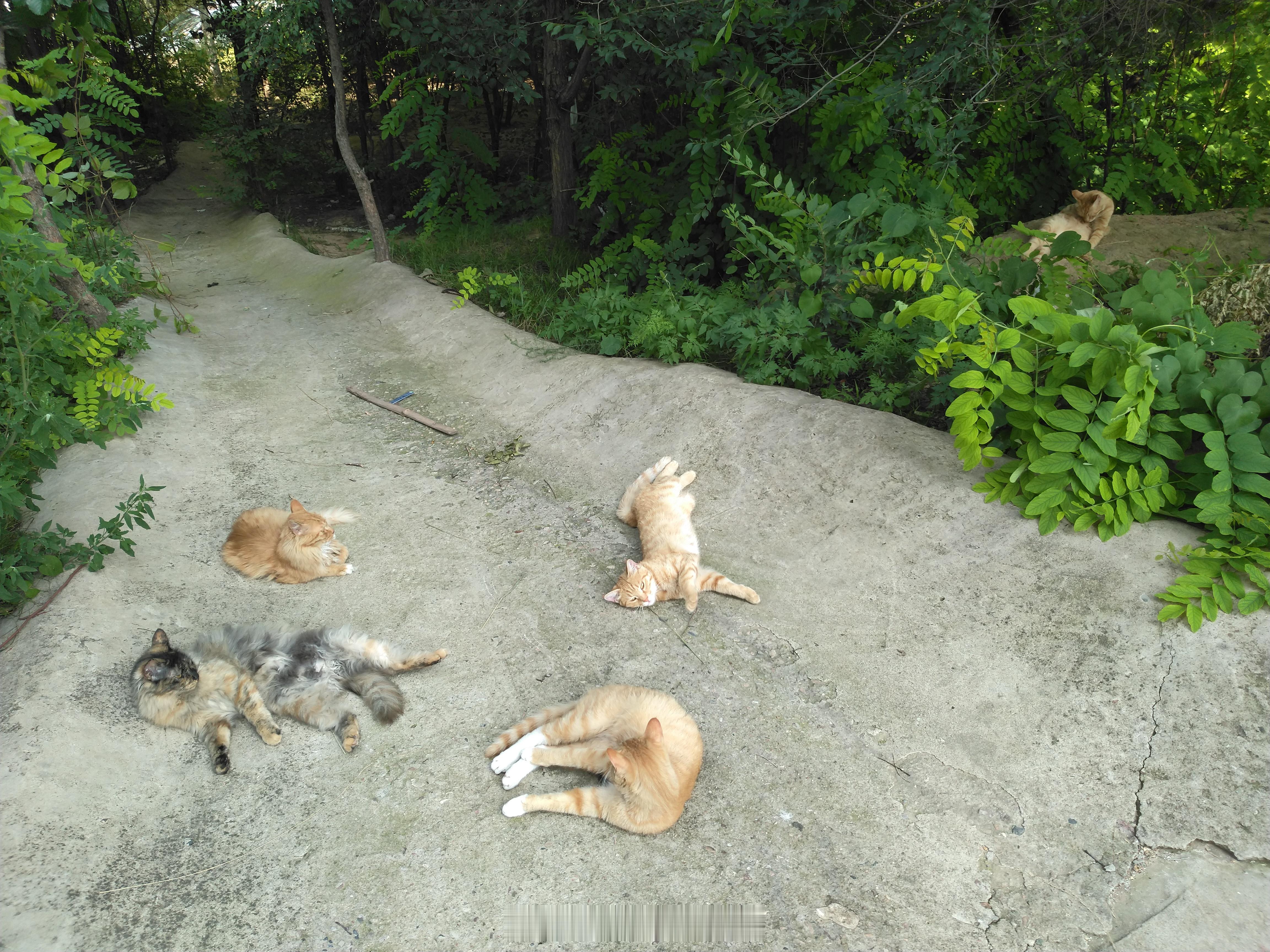 猫流浪猫这些家伙吃饱了开始各种打滚舔毛，不用上班还有人关心张家口