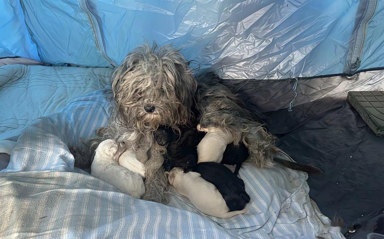 太可怜了！这天一位小哥哥去跑步，当他跑到一座桥的桥底的步行道的时候，看到桥底角落