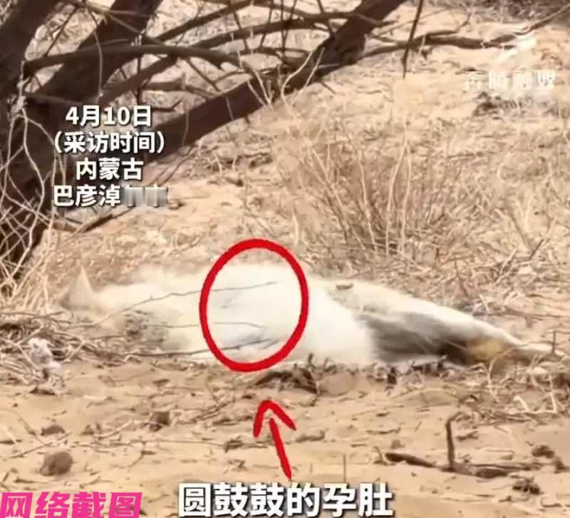 内蒙古巴彦淖尔见得只野生母狼在怀孕后，还是有心智，带一家几口，选择到山下的野生动