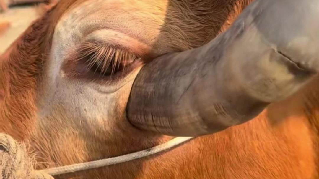 牛角扎进老牛面部！牛：早干嘛去了，疼死我了！