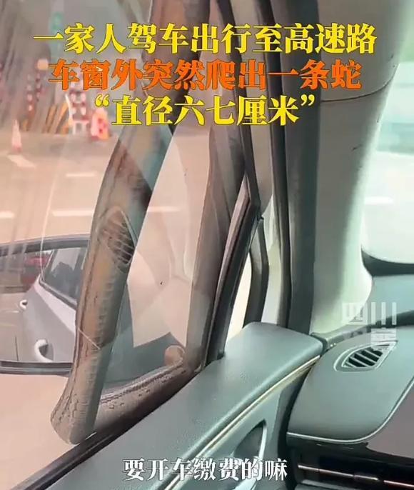 “看着太吓人”，广东男子一家去旅游，到了收费站准备缴费时，车窗外突然爬出一条蛇，