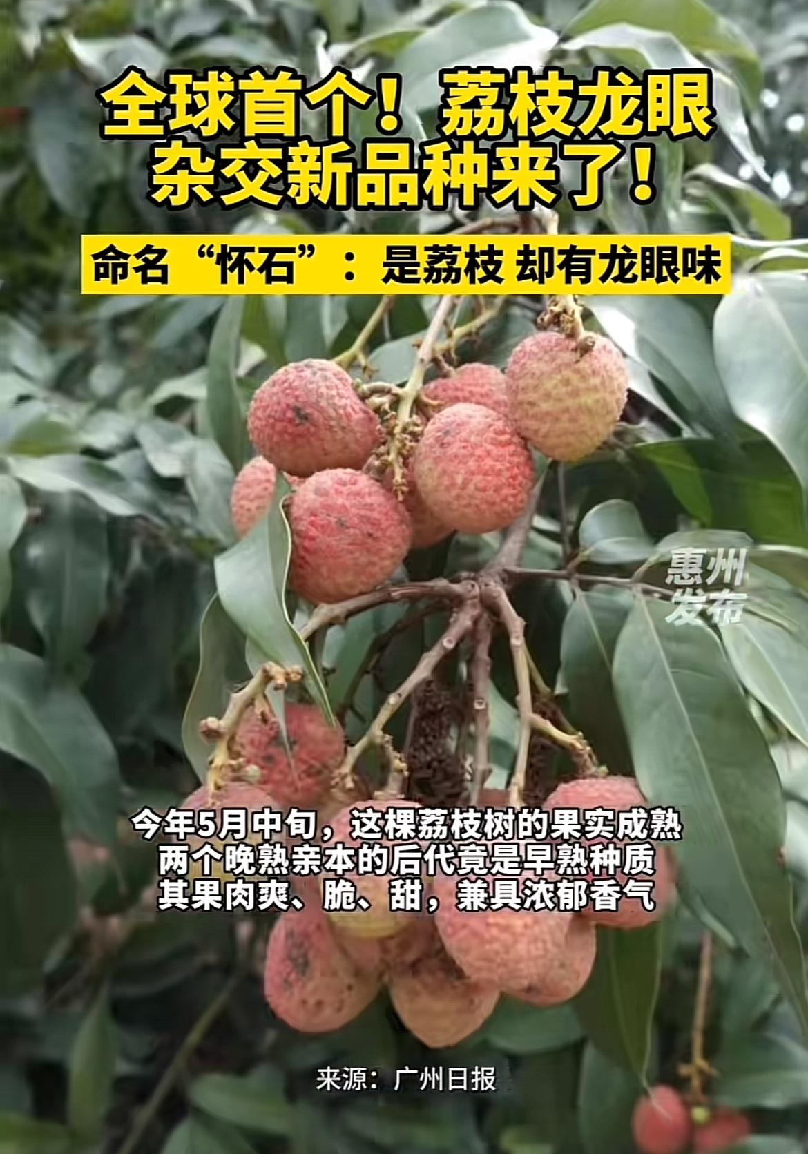 全球首个荔枝×龙眼杂交新品种“怀石”诞生啦！6月2日，广州天河区国家荔枝种质资源