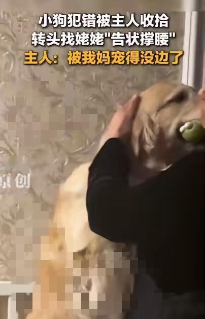 吉林这只“会告状”的小狗也太精明了吧！扑倒朋友被主人教育，一见