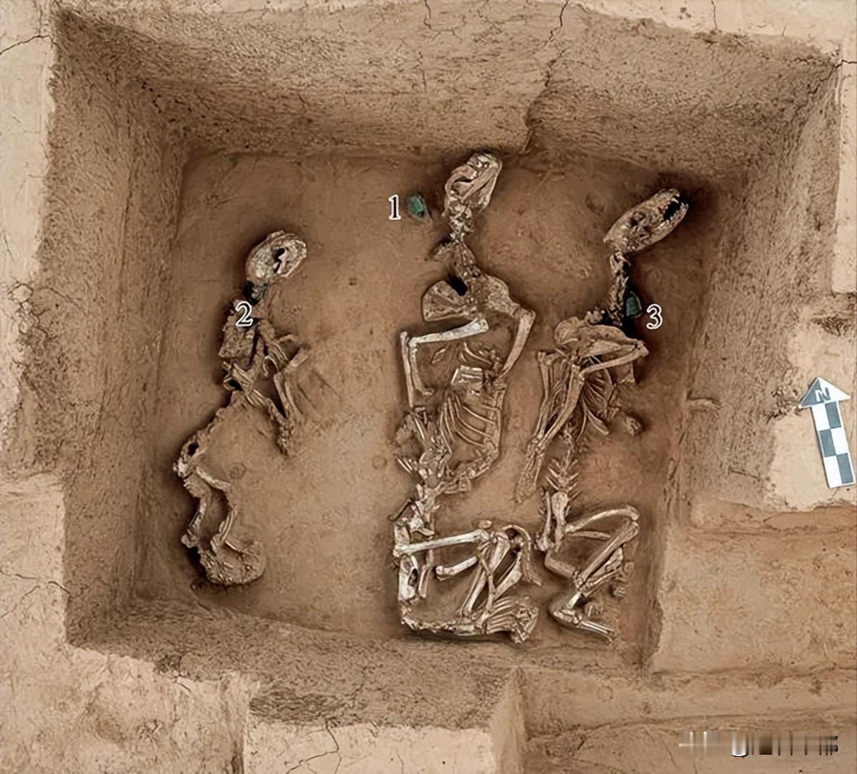 3000多年前的商代就有“野生动物园”了？近日，安阳殷墟王陵区的考古新发现颠覆认