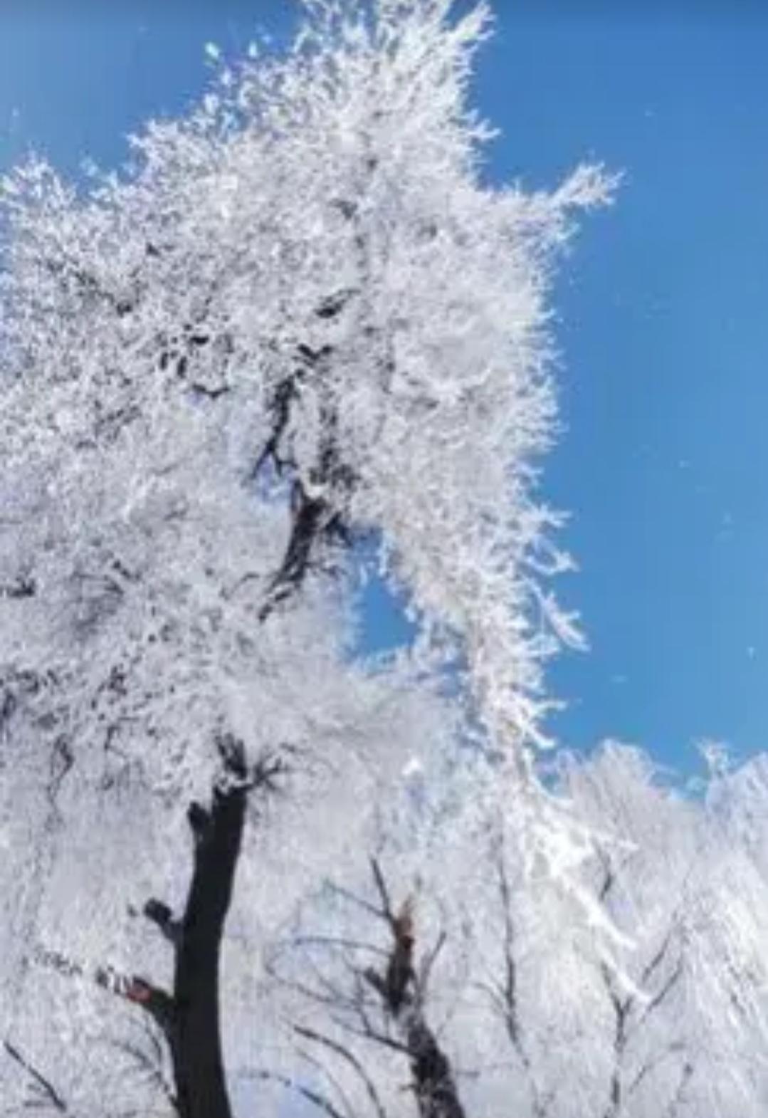 谢邀上联：冬雪又白老树，下联：春雨再绿新枝，下联：秋霜悄染红叶。