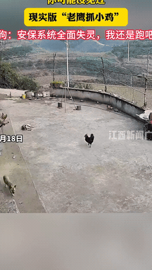 万万没想到！重庆，一女子在院子里遛鸡，没想到却被一只老鹰给盯上，直接一个俯冲下来