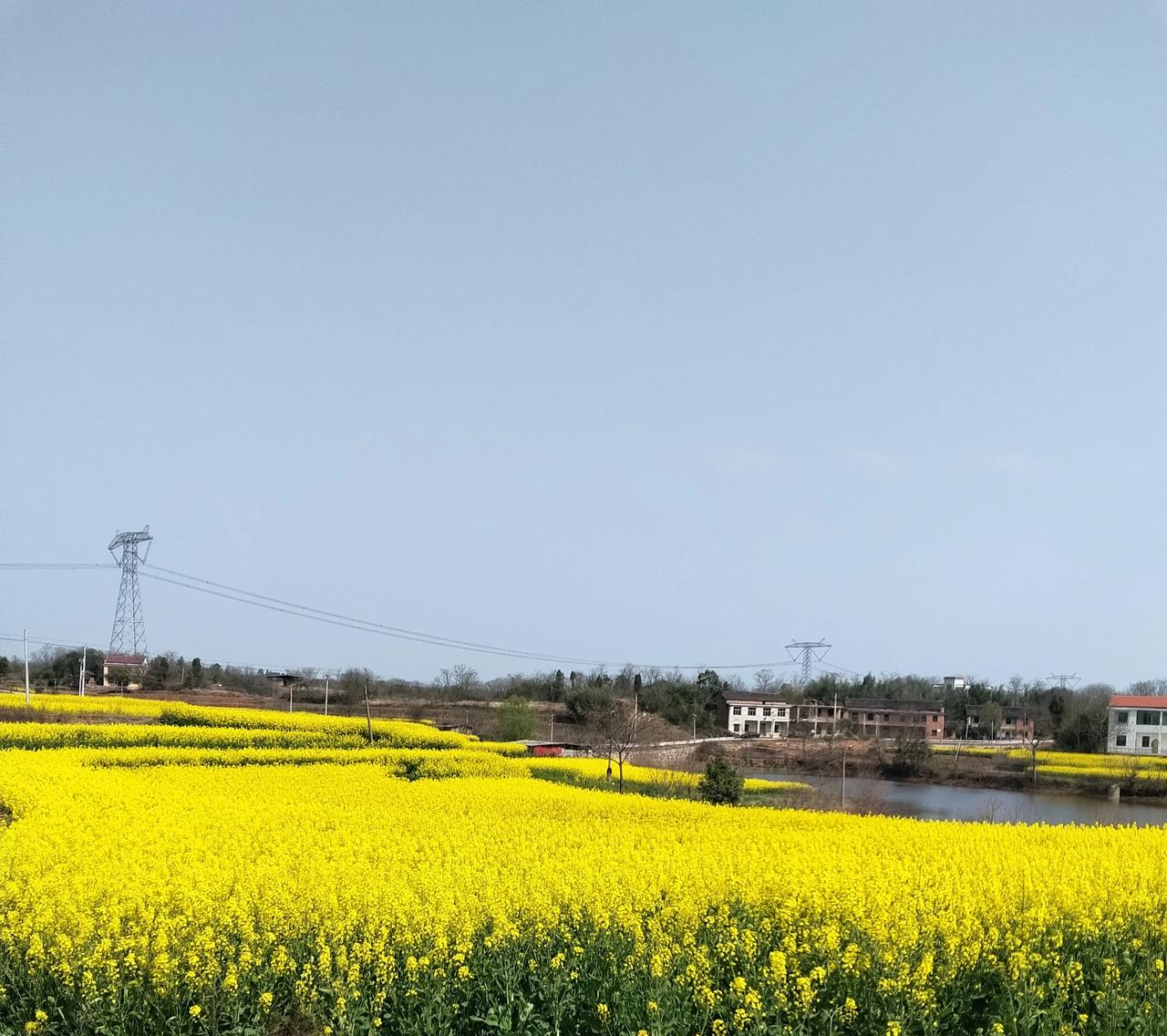 油菜花开遍地黄小毛桃花开粉色水蜜桃花开红艳大乐透开中大奖