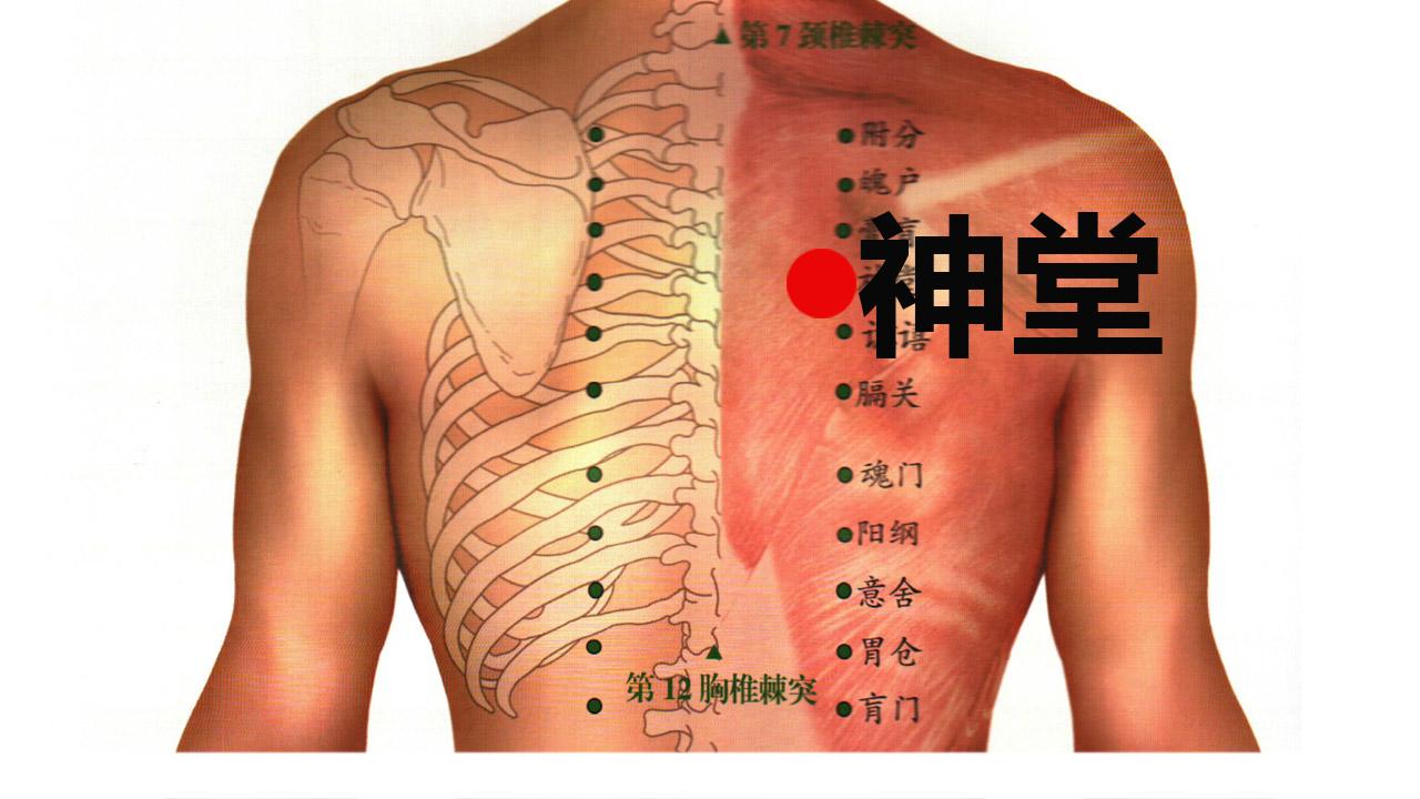 神堂:位于人体的背部,当第5胸椎棘突下,旁开3寸.