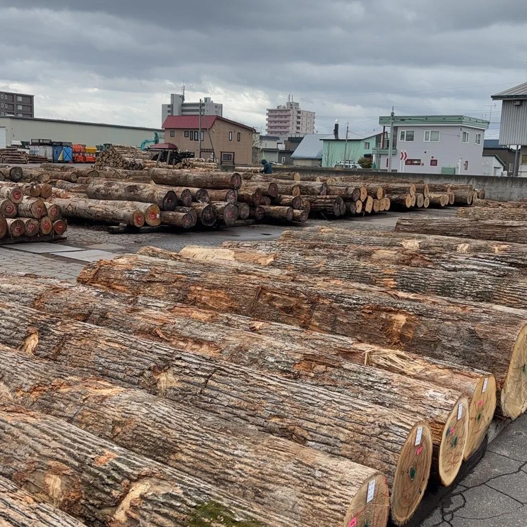 为什么日本要向中国大量出口木材？日本人在下着一盘什么棋？ 当一根根日本杉木被