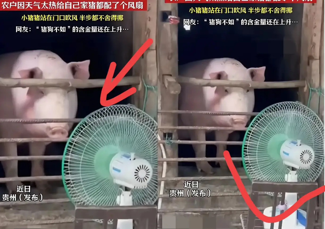 笑死我了！贵州一女子家养了一头猪，由于最近天气炎热，妈妈担心猪热的中暑，于是便买