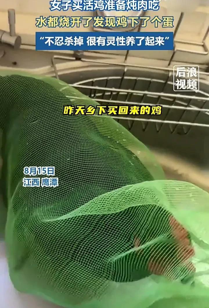 太有灵性了！8月15日，江西鹰潭一名女子发视频称，自己在乡下买了一只活鸡准备炖肉