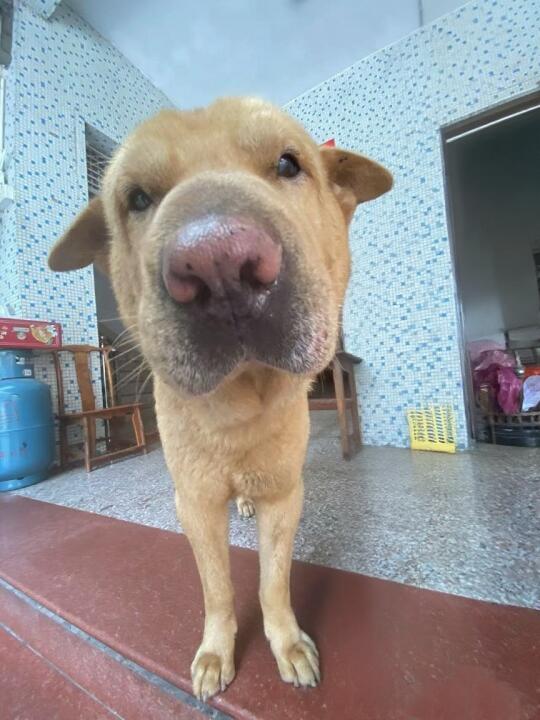 狗儿这个萌