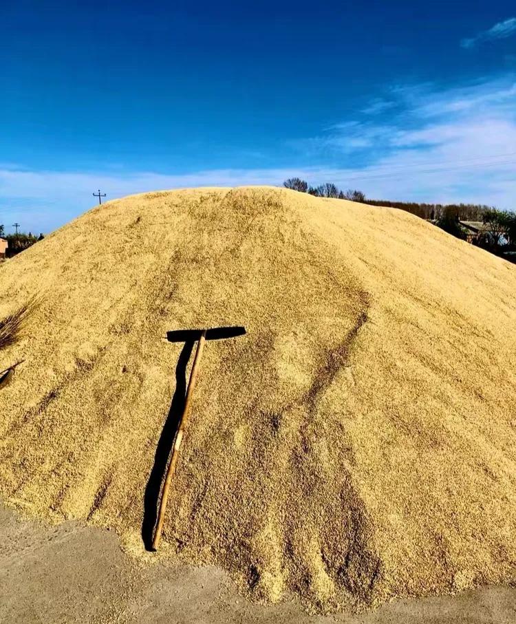 国家出台政策保障农民的权利，农民们伯伯们再也不用担心粮食价格低了。4月3日，农