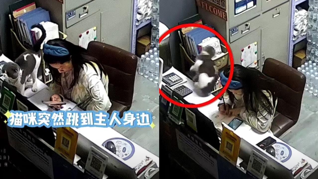 猫咪最后那几下蹭手，不是撒娇是舍不得。它明知自己撑不住，没吵没闹，就安安静