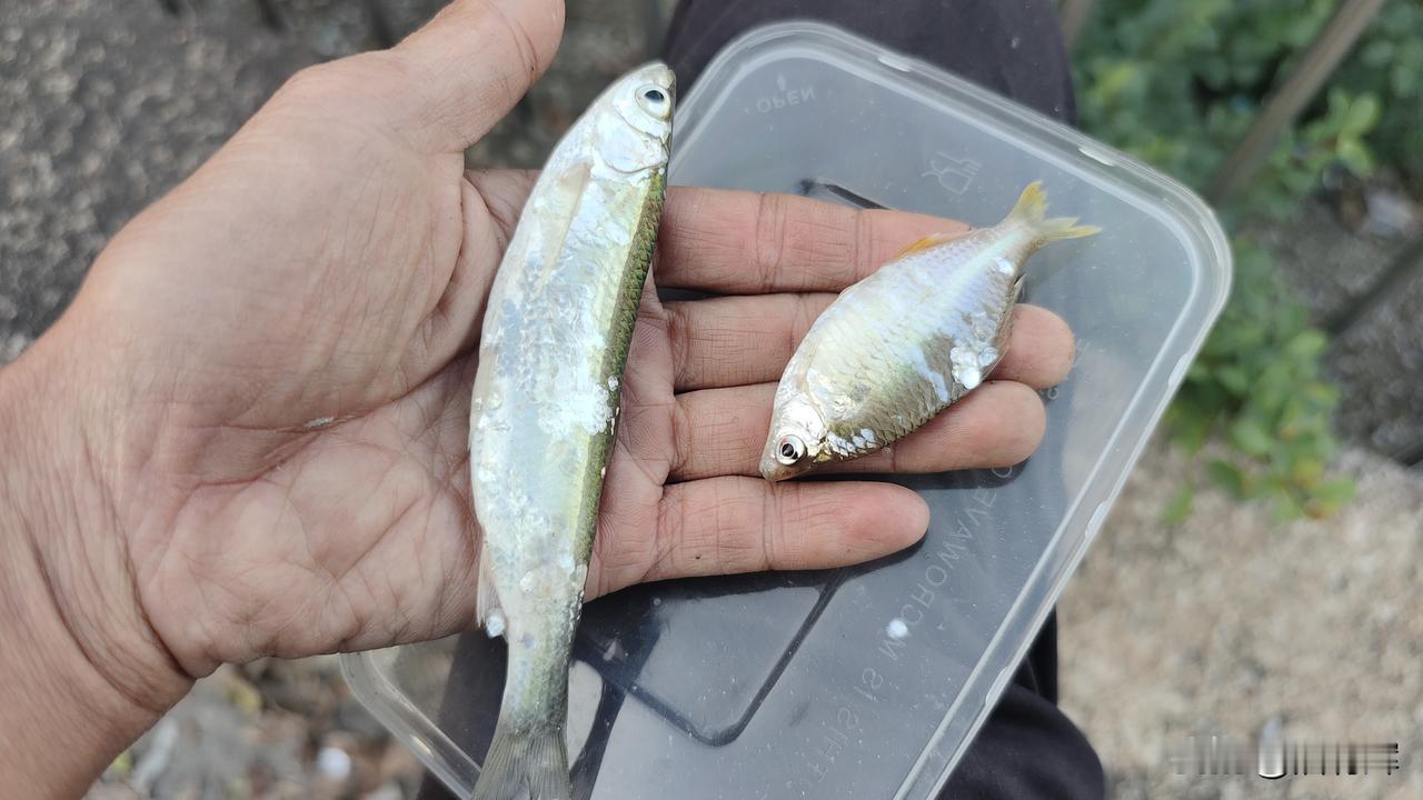 今天的晚餐，以为有大点的鱼，最后想想有小的也可以。