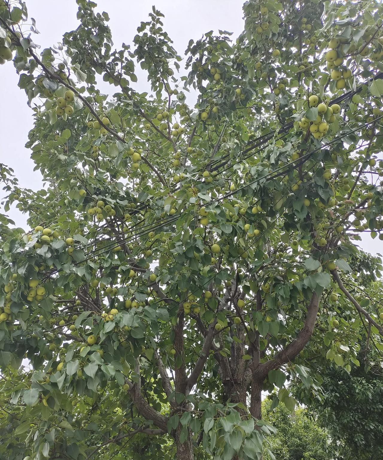 每天从这路过都感觉可惜，树是好树果子结的也非常多，遗憾的是这颗梨树的果子它不管吃