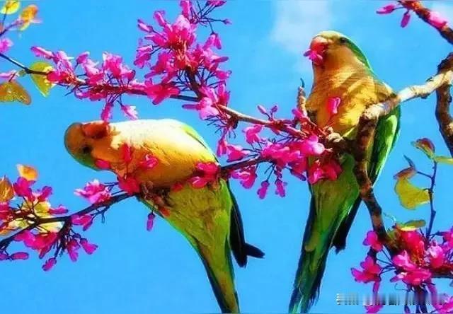 上联：冬去山明水秀，下联：请你来谢谢！[鼓掌]上联：冬去山明水秀，下联：春