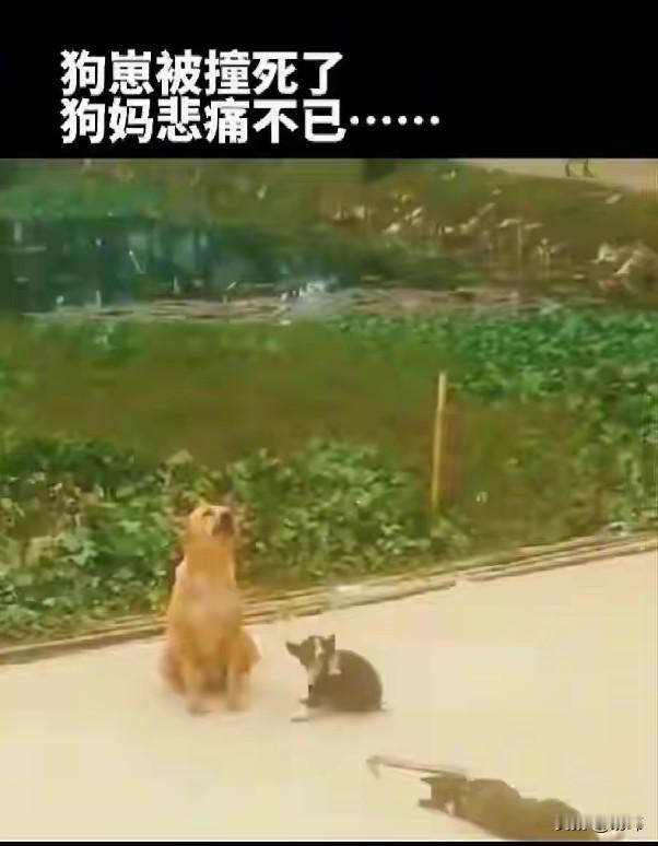 太可怜了！这天一位大哥开车去老家看望亲戚，结果在一条乡间小路上看到了无比凄惨的一