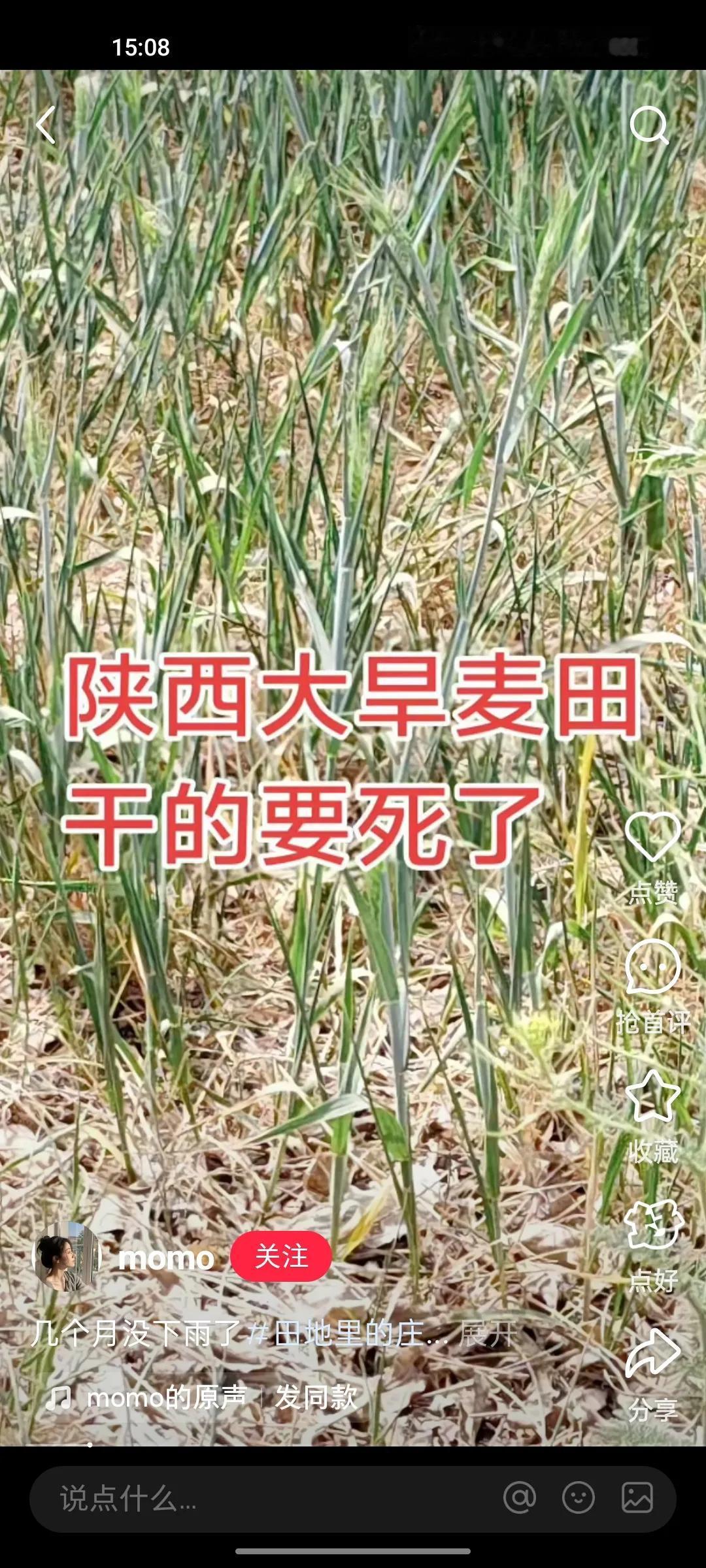 陕西干旱有多严重？五月二号去山西永济玩，沿路就看见麦子发黄又低又矮，当时没有意识