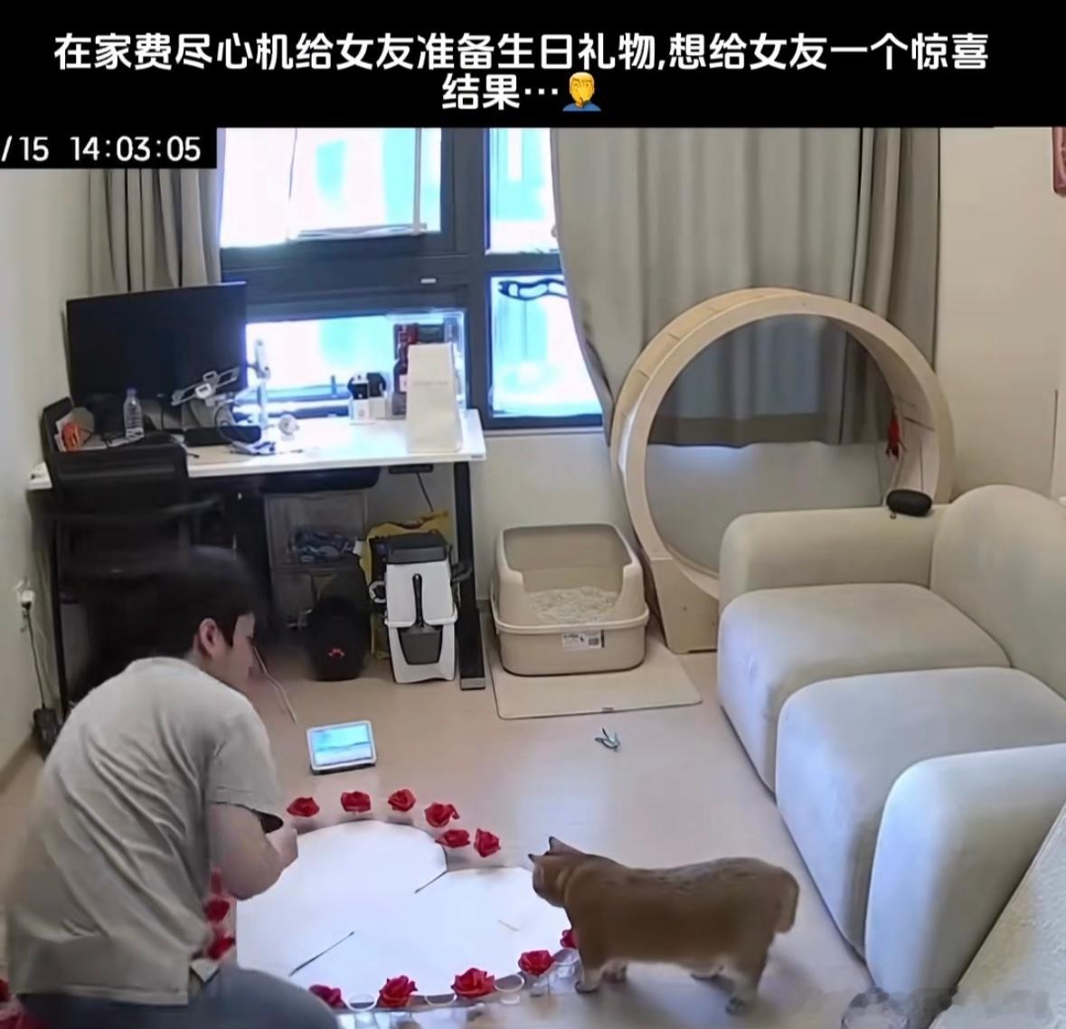 小猫不同意这门亲事​​​