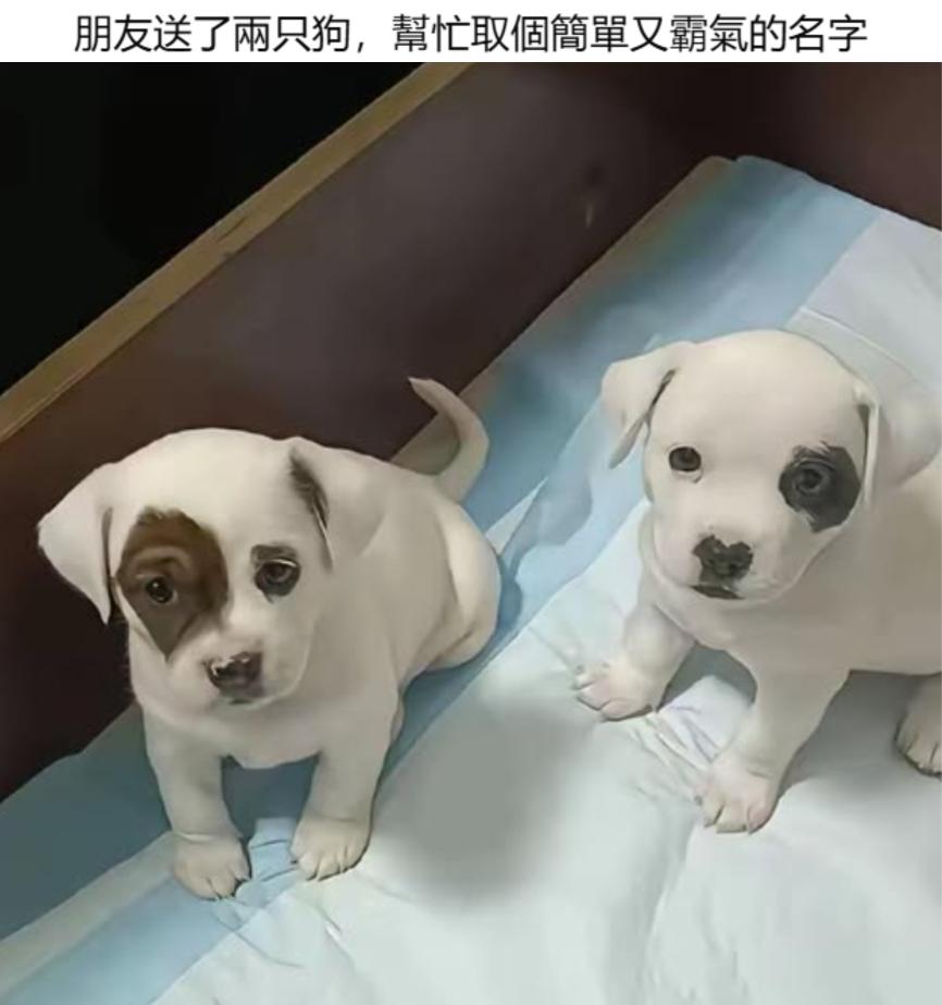 朋友送的两条狗，求帮忙取一个简单又霸气的名字。你们觉得可以叫啥？