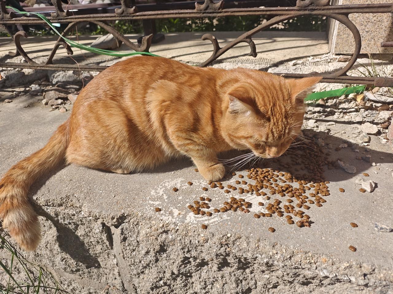 流浪猫救助，一个月200贵吗？最近楼下多了很多流浪猫，家里已经有四只实在收不了。