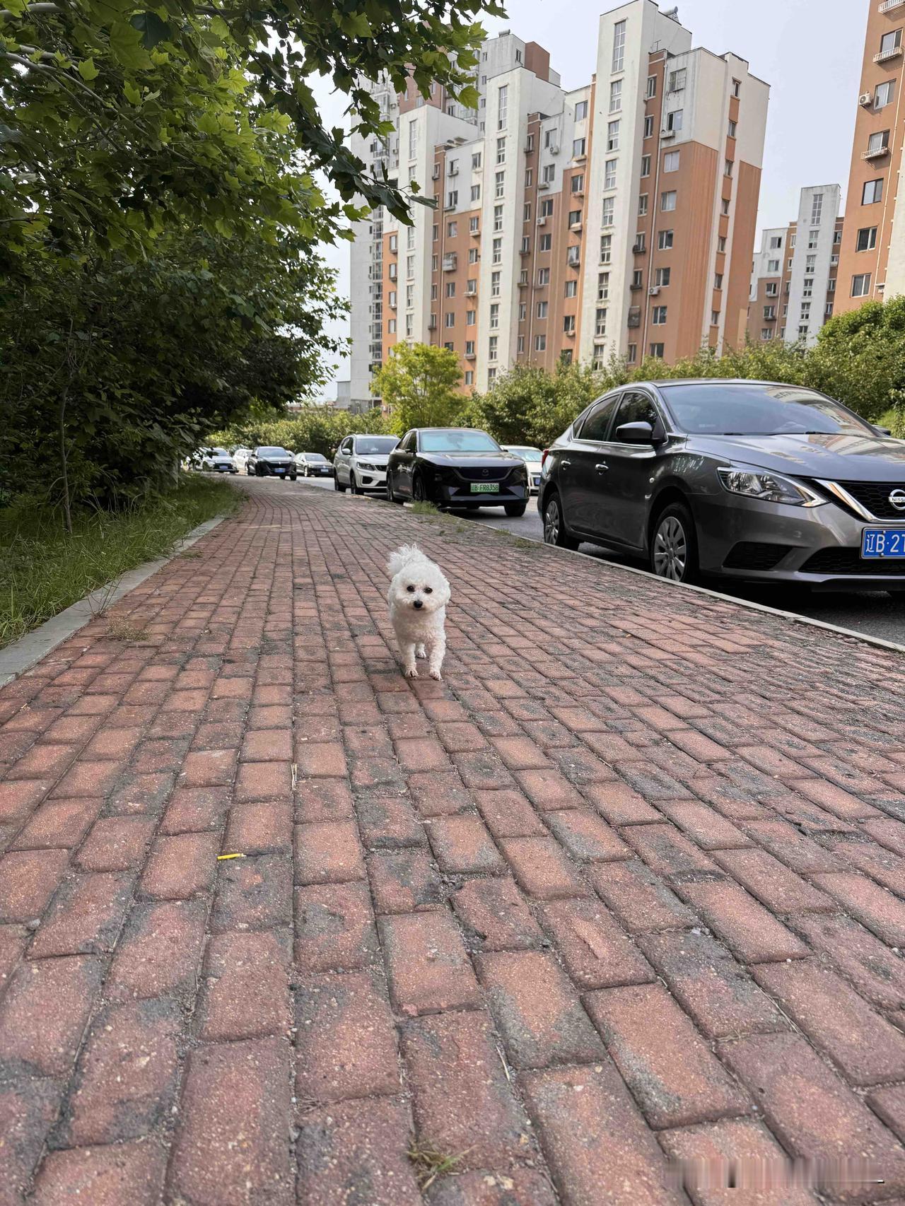 早上遛狗碰到邻居，她问我：你是不是减肥呢？怎么瘦了？我告诉她：我最近每天都