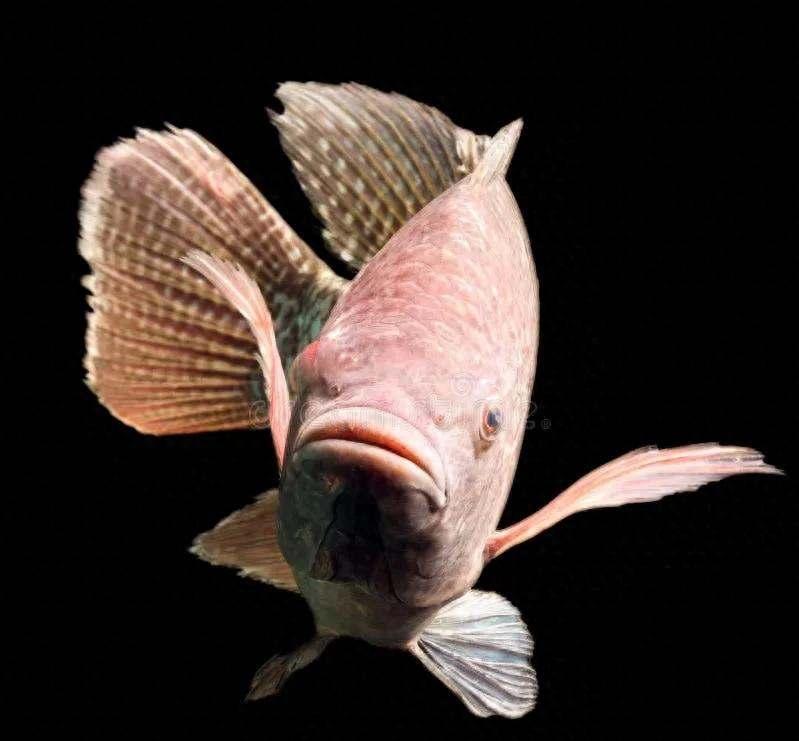 最近福州几条内河开始大规模抓鱼，不是为了吃，也不是为了卖，是专门逮罗非鱼，这鱼原