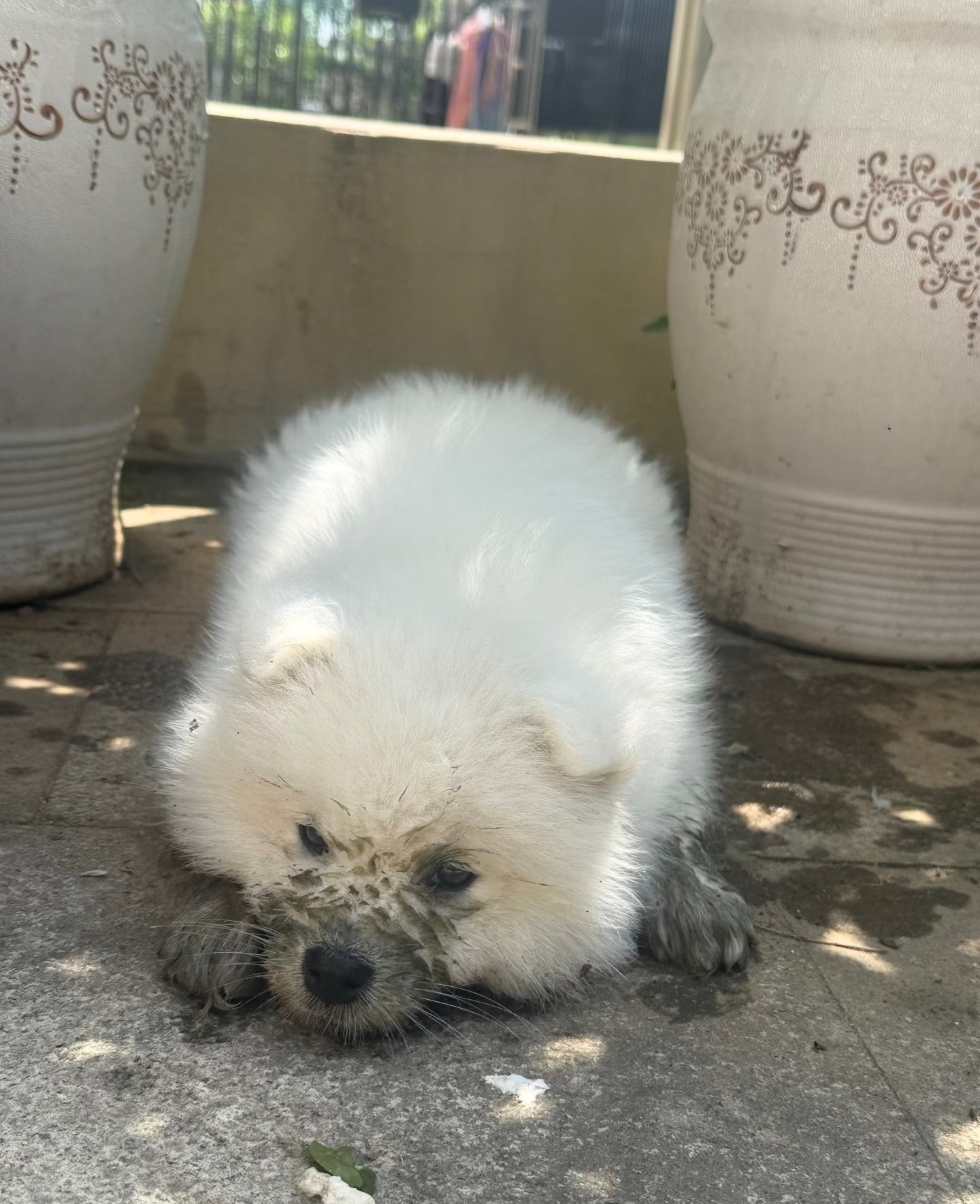 我只是犯了每只小狗都会犯的错误