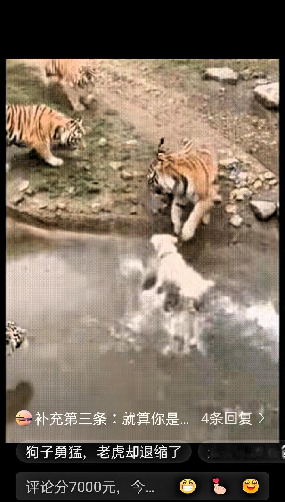 一群人在动物园围栏外观看老虎，突然间，一男子把一只狗子推了下去。周围人都没反