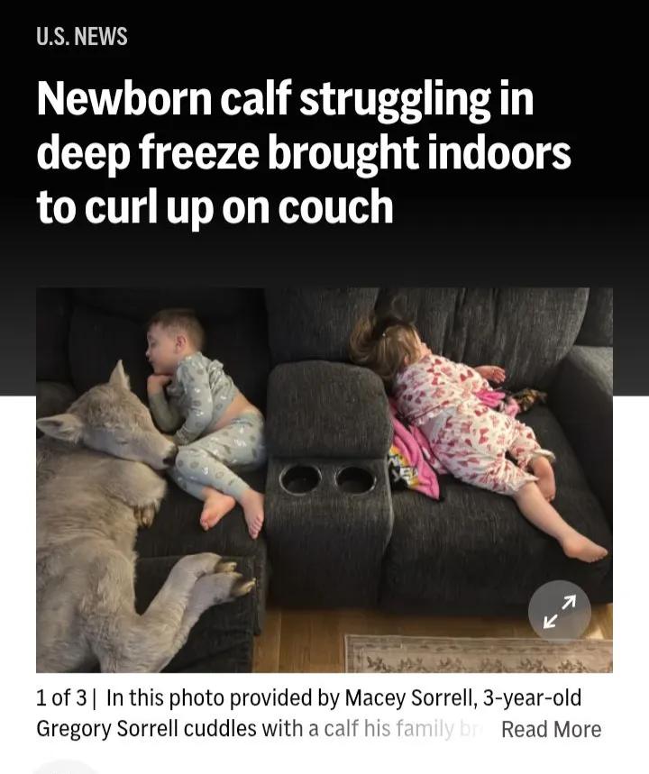 一头美国初生牛犊一不小心就成为“网红”。据美媒报道称，肯塔基州一个家庭在周末因