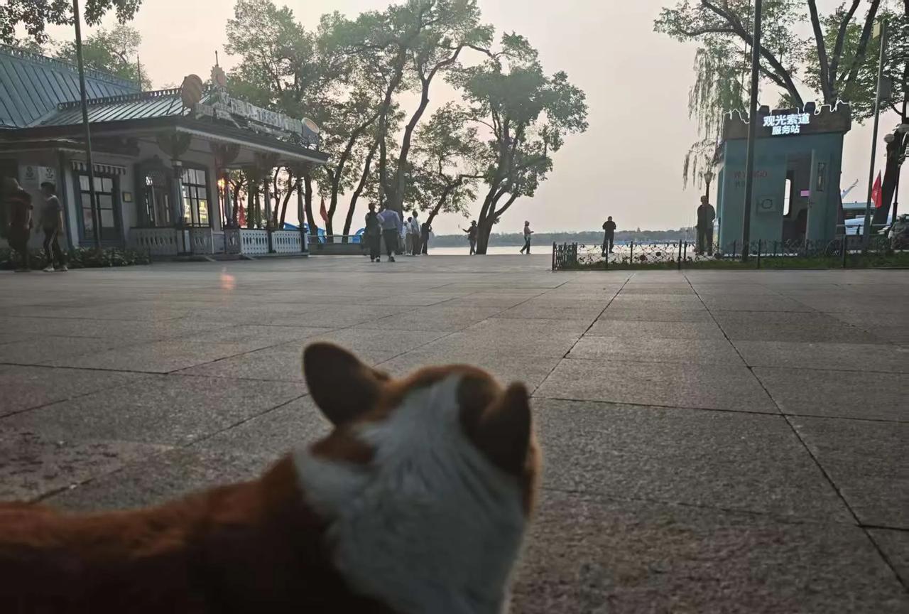 朋友媳妇带孩子出门旅游去了，一走就是十天。剩下朋友和狗在家。狗子对于女主带孩